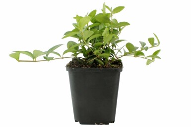 Kleines Immergrün Vinca minor Topf Vinca minor