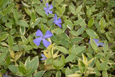 Kleinblättriges weißbuntes Immergrün Vinca minor 'Argenteovariegata' Topf Vinca minor 'Argenteovariegata'