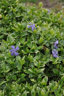 Immergrün Vinca minor 'Ralph Shugert' Topf Vinca minor 'Ralph Shugert'
