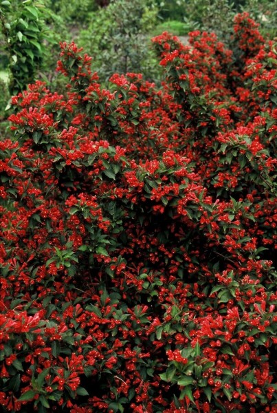 Weigelie 'Red Prince' Weigela 'Red Prince' strauch 40-50 C3,5 Weigela 'Red Prince' Strauch 40-50 cm