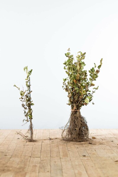 Buche / Hainbuche Carpinus Betulus 40-60 cm