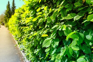 Buche / Hainbuche Carpinus Betulus 40-60 cm