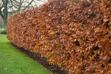 Buche / Hainbuche Carpinus Betulus 40-60 cm