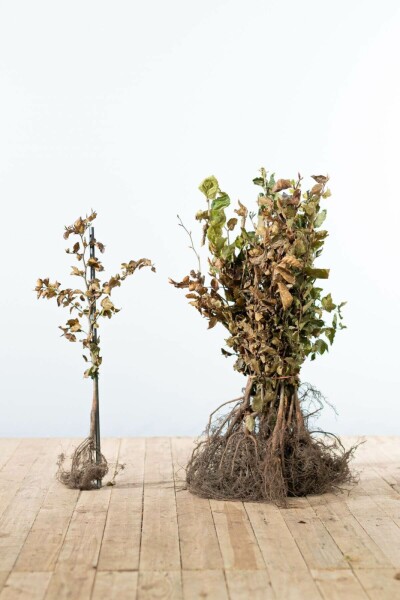 Buche / Rotbuche Fagus Sylvatica 40-60 cm