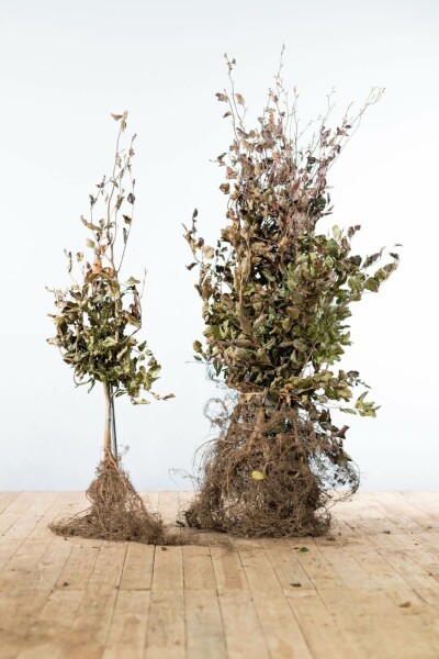 Buche / Blutbuche Fagus Sylvatica Purpurea 100-125 cm