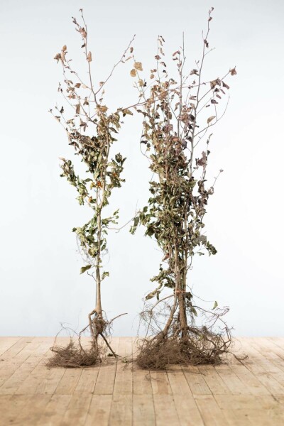Buche / Blutbuche Fagus Sylvatica Purpurea 150-175 cm
