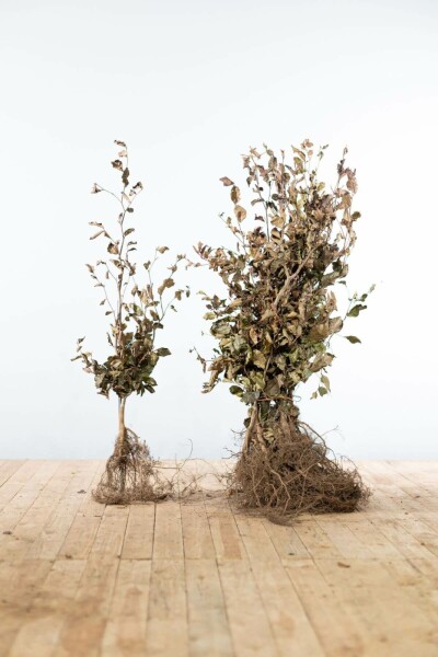 Buche / Blutbuche Fagus Sylvatica Purpurea 80-100 cm