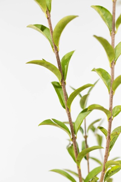 Ligustrum vulgare Atrovirens kaufen Heijnen Pflanzen