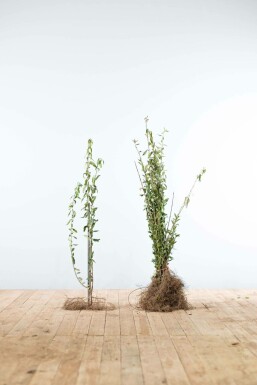 Gewöhnlicher Liguster Ligustrum Vulgare Hecke 40-60 Wurzel Ligustrum Vulgare Gewöhnlicher Liguster 40-60 cm