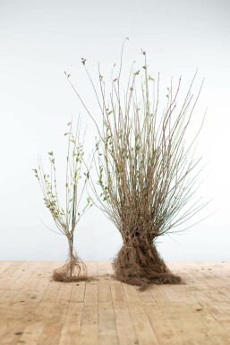 Gewöhnlicher Liguster Ligustrum Vulgare Hecke 60-80 Wurzel Ligustrum Vulgare Gewöhnlicher Liguster 60-80 cm