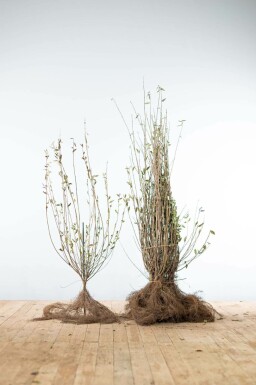 Gewöhnlicher Liguster Ligustrum Vulgare Hecke 80-100 Wurzel Ligustrum Vulgare Gewöhnlicher Liguster 80-100 cm