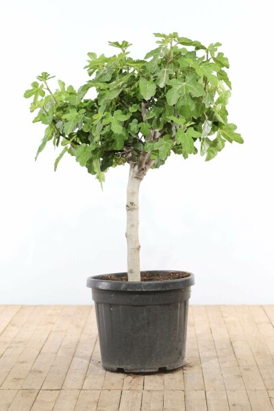 Feigenbaum / Ficus Carica bonsai 100-125 Topf Feigenbaum / Ficus Carica bonsai 100-125 cm