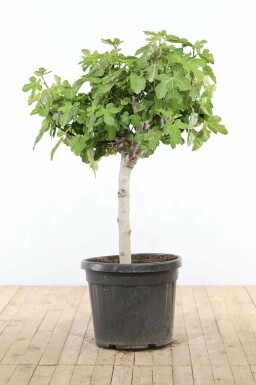 Feigenbaum / Ficus Carica bonsai 100-125 Topf Feigenbaum / Ficus Carica bonsai 100-125 cm