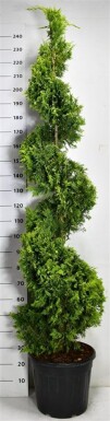 Cuprocyparis leylandii 'Gold Rider' Bonsai 175-200 cm C30