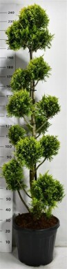 Cuprocyparis leylandii 'Gold Rider' Bonsai 180-200 cm C35
