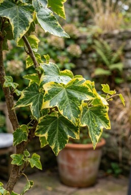 Hedera helix 'Golden Kolibri' gestäbt 60-80 cm C2