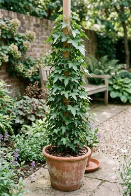 Hedera helix 'Sagittifolia' gestokt