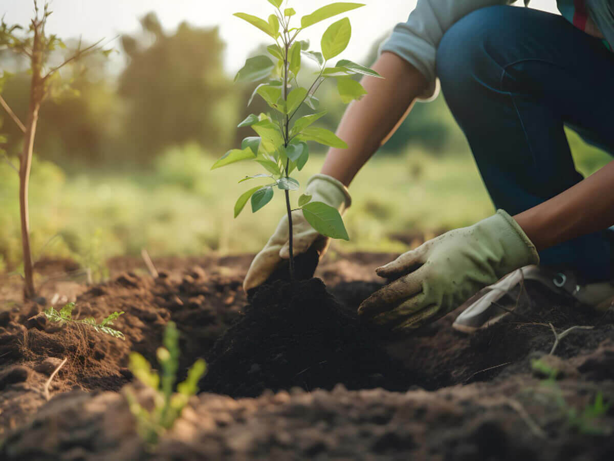 Wann können Sie Gartenpflanzen und Bäume anpflanzen?
