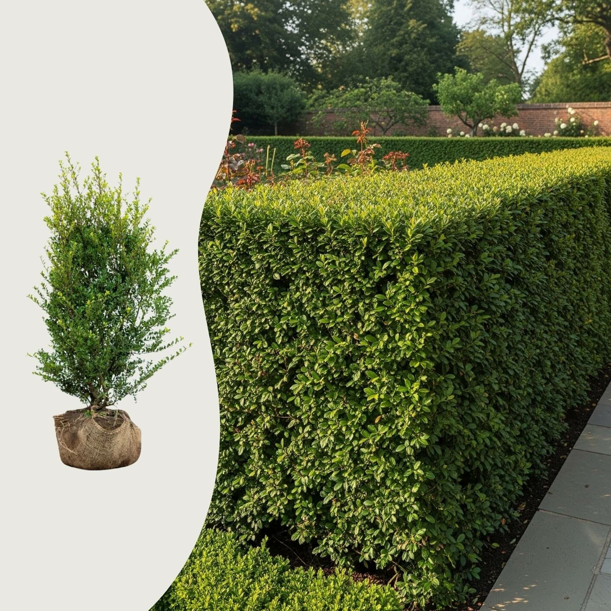 Die häufigsten Fragen über Stechpalmen