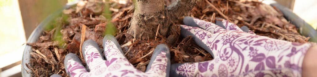 So schützen Sie Ihre Gartenpflanzen vor Frost – ganz ohne Plastik oder Vlies image