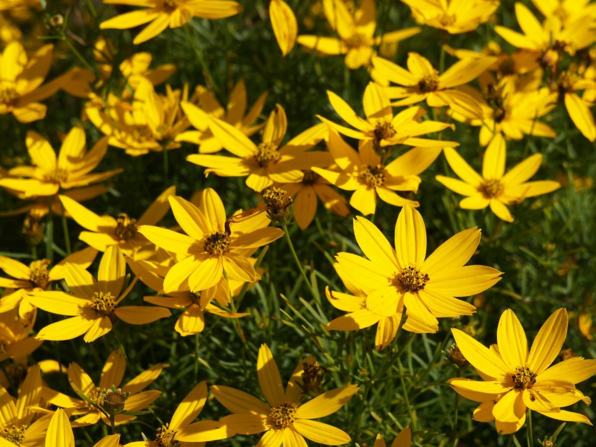 Top 7 Präriepflanzen für einen natürlichen Garten image