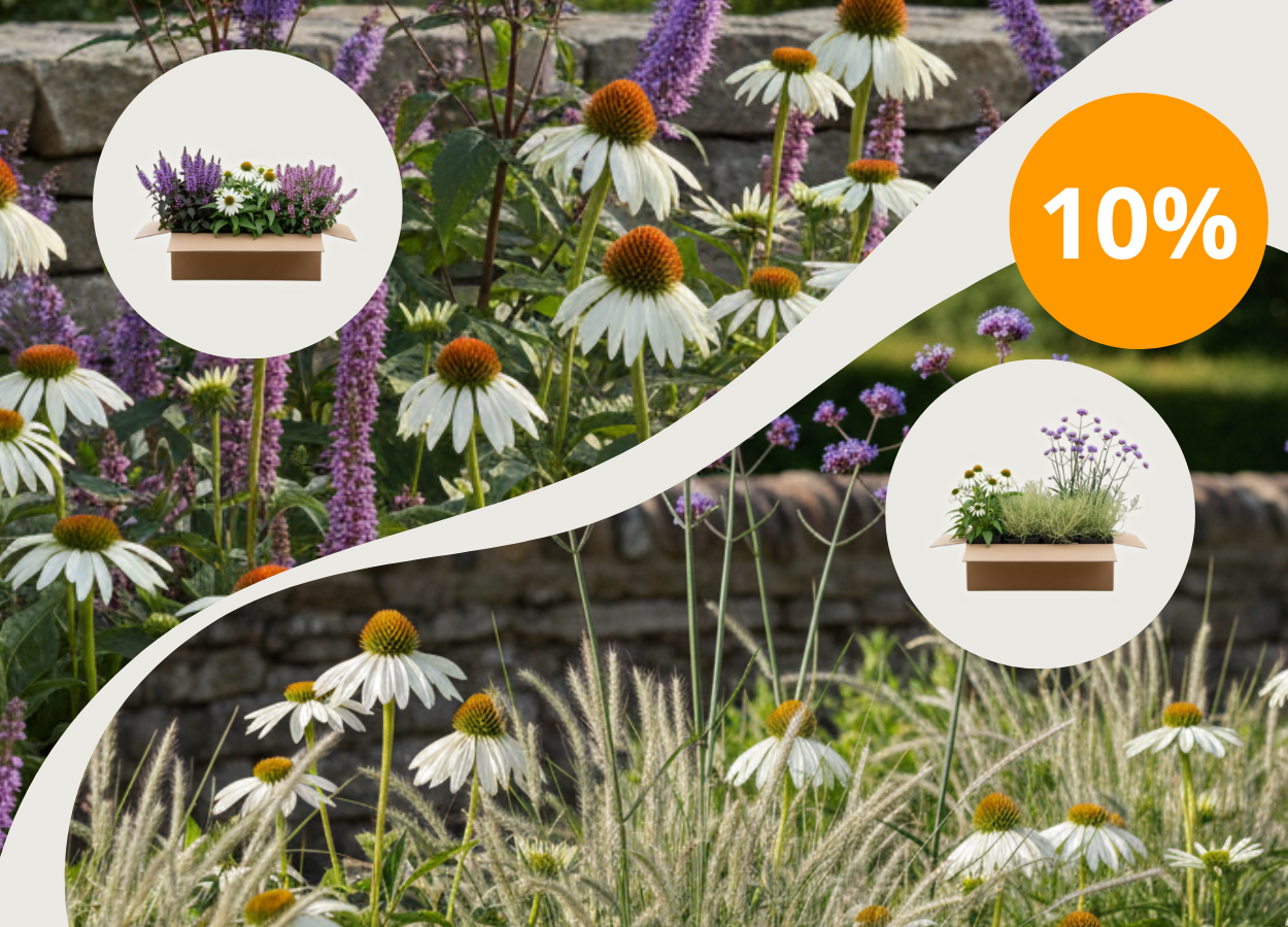 10% auf alle Staudenpakete mit dem Code: STAUDENPAKETE10