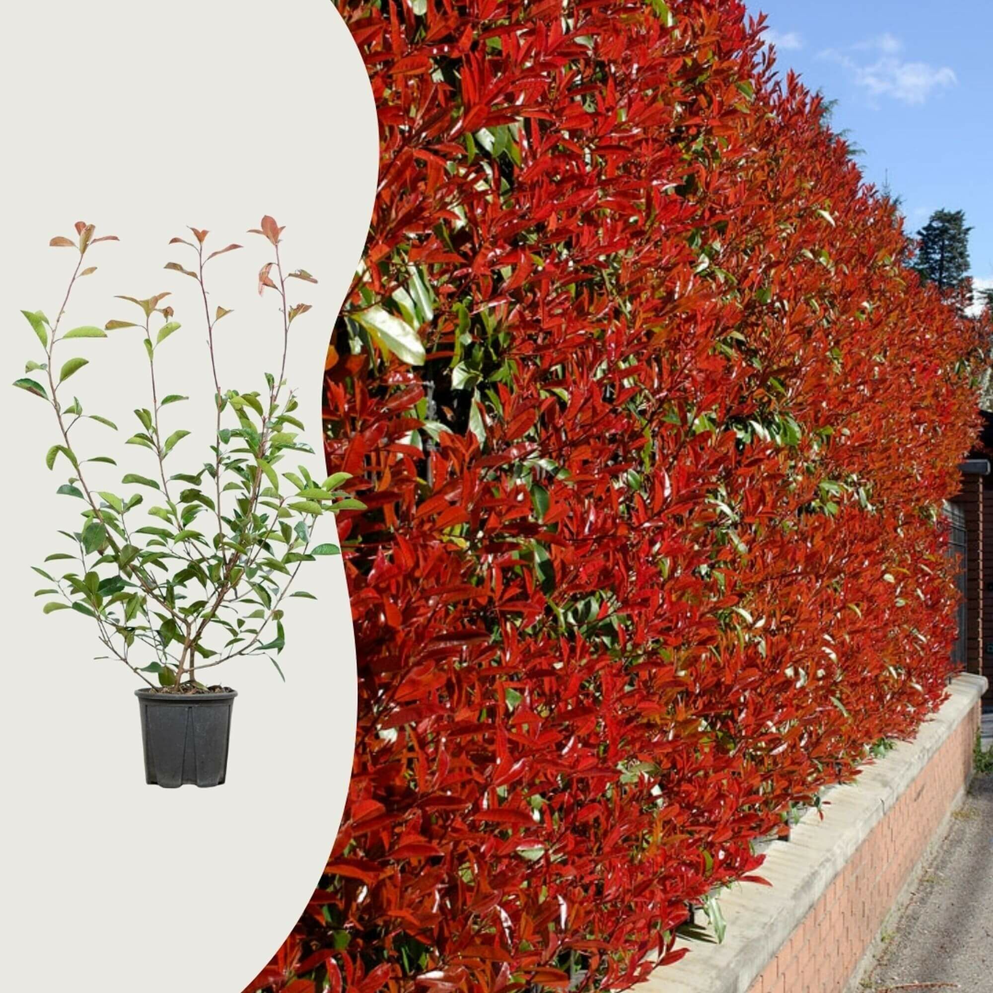 Die häufigsten Fragen zur Photinia