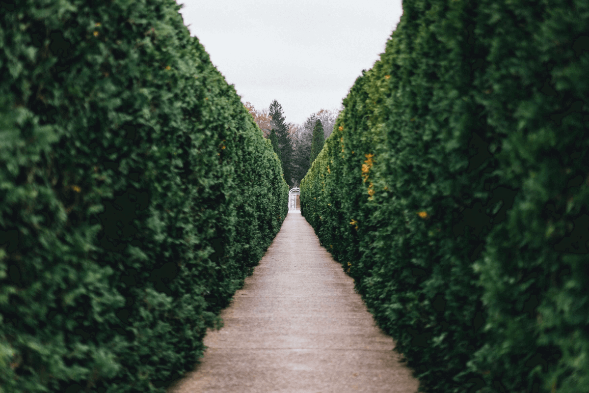 Heckenpflanzen sind mehr als nur eine tolle Möglichkeit, Ihren Garten abzugrenzen