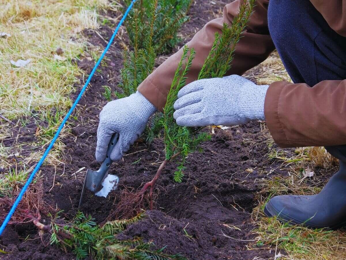 Wann ist die beste Zeit, um eine Hecke zu pflanzen? image