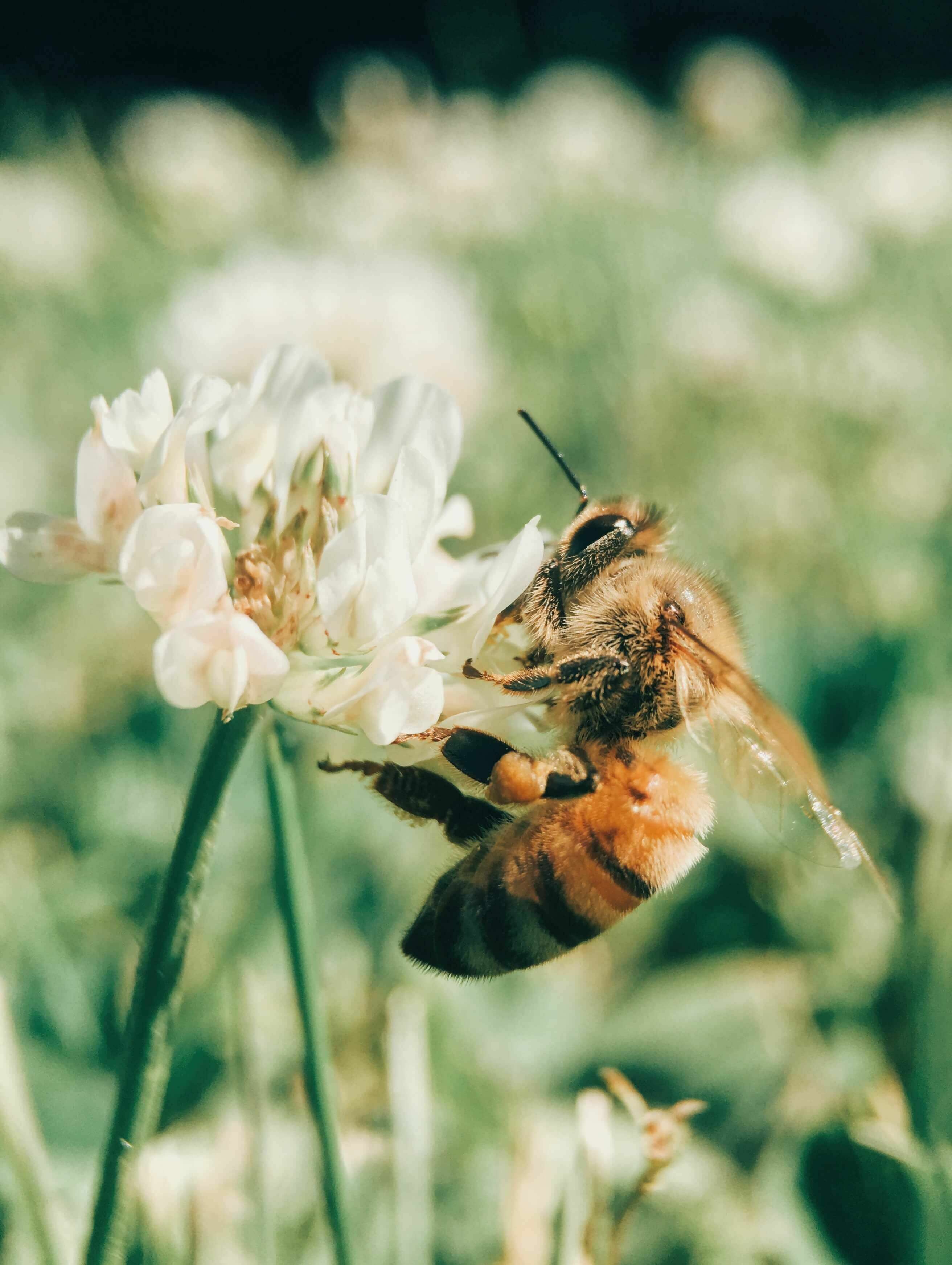 Honigpflanzen für ein Bienenparadies!