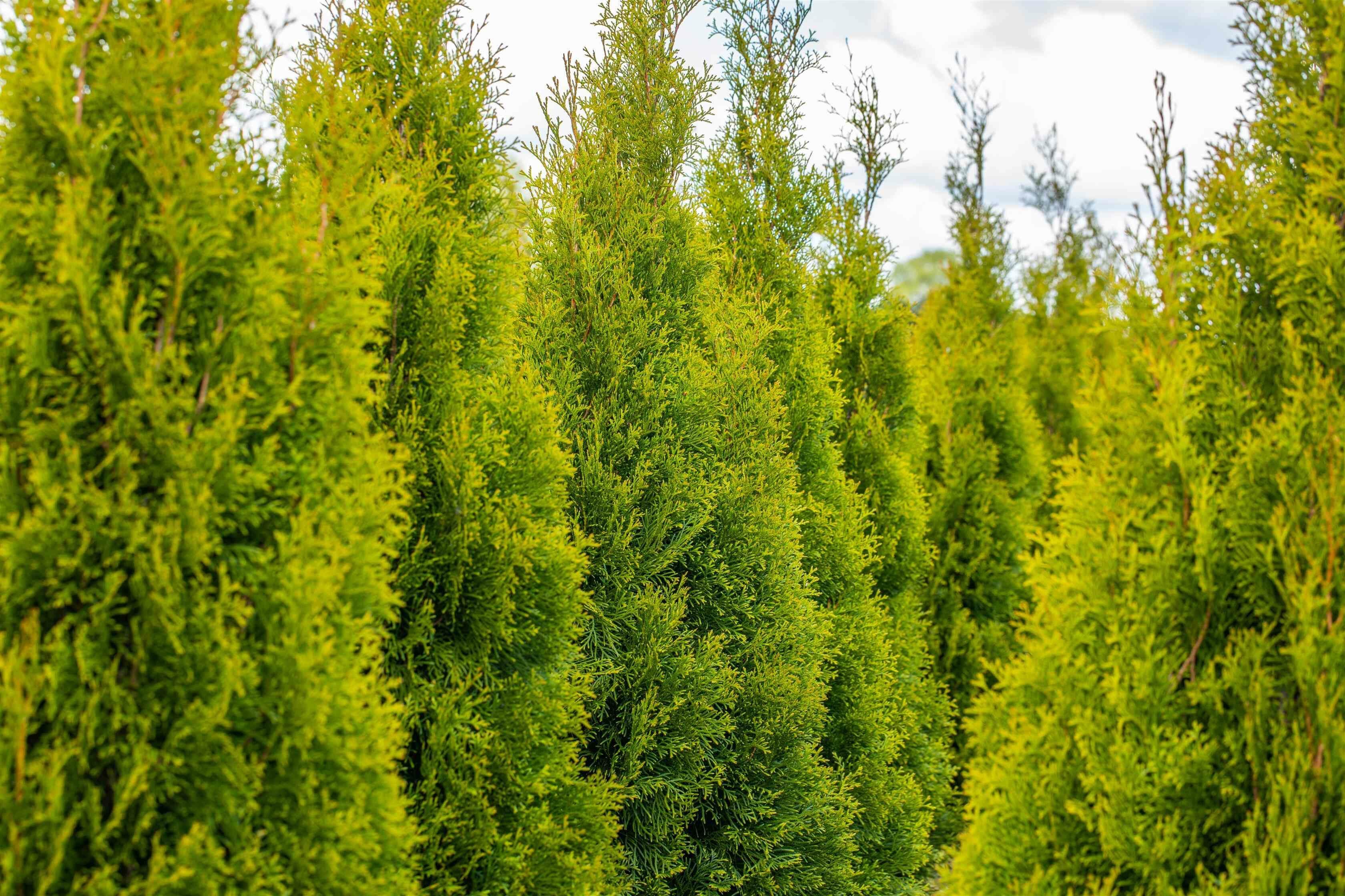Die häufigsten Fragen zur Thuja