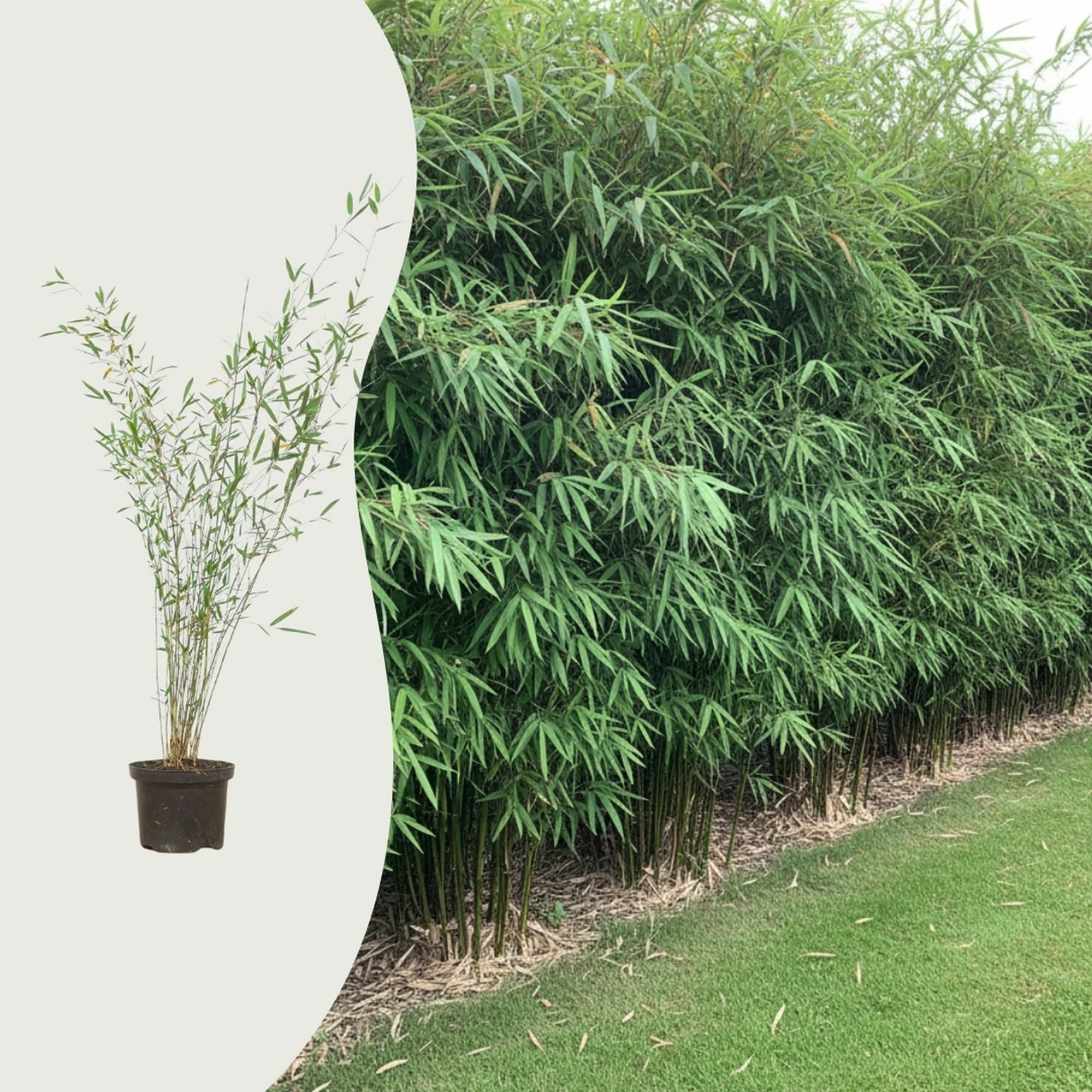 Die häufigsten Fragen über Bambus