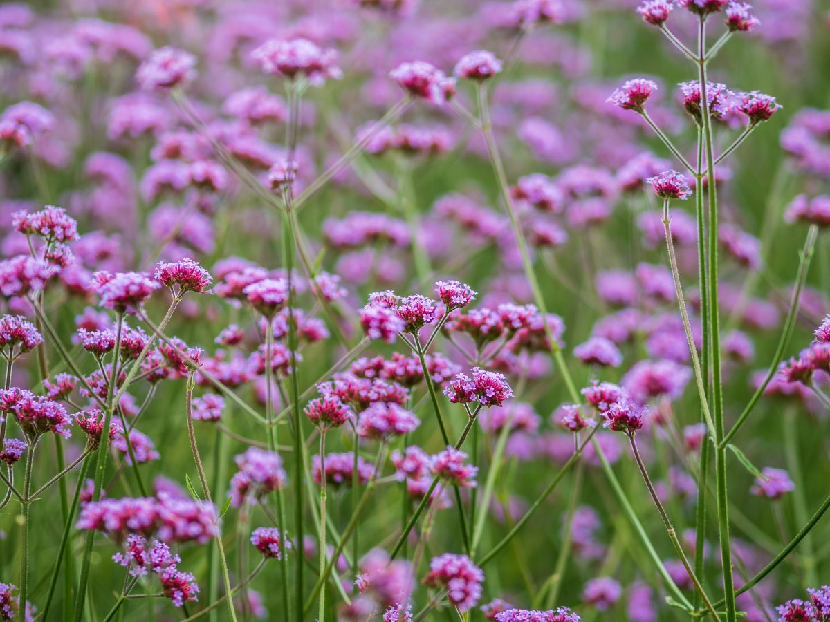 Top 7 Präriepflanzen für einen natürlichen Garten image
