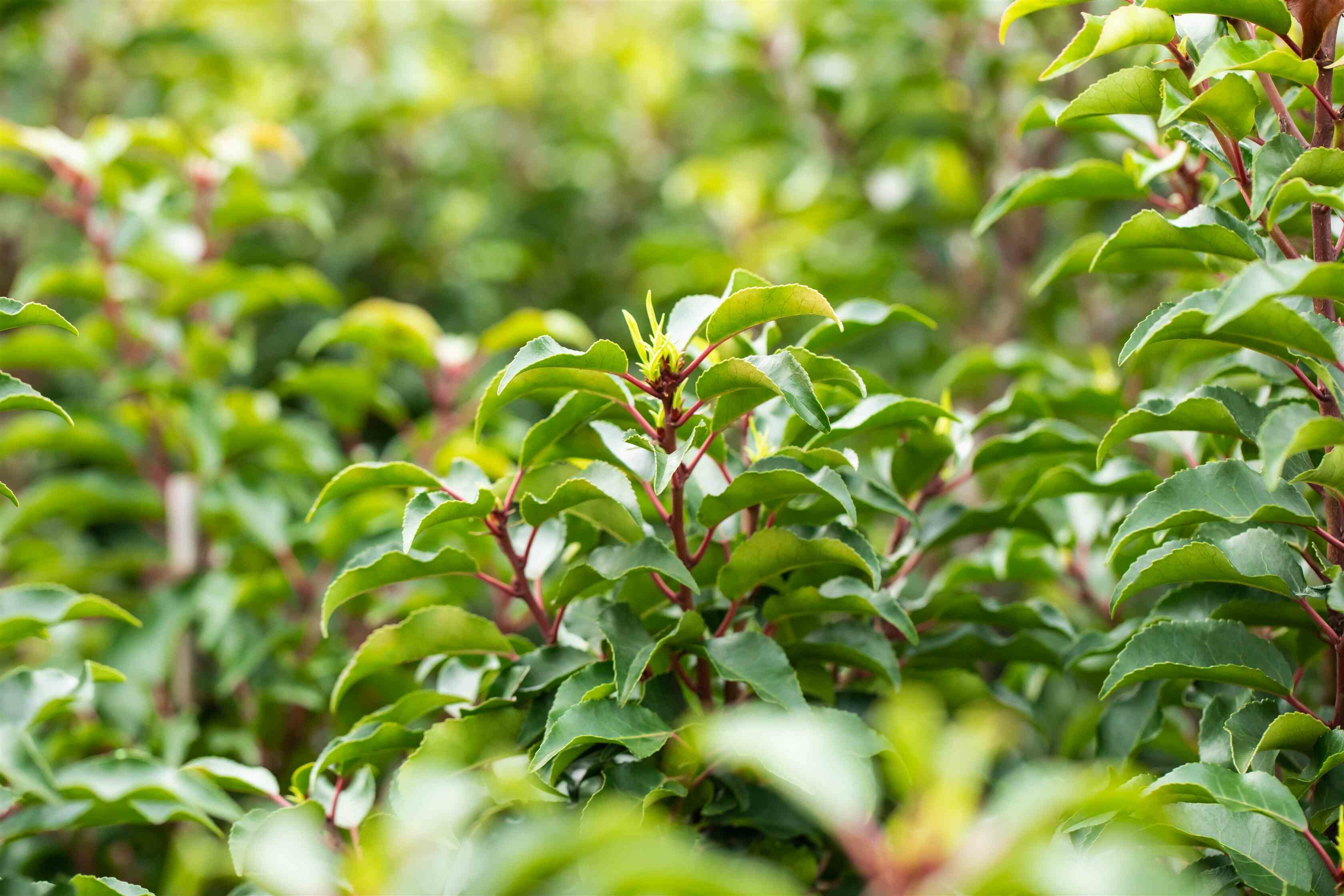 Soll man die Blüten vom Kirschlorbeer abschneiden