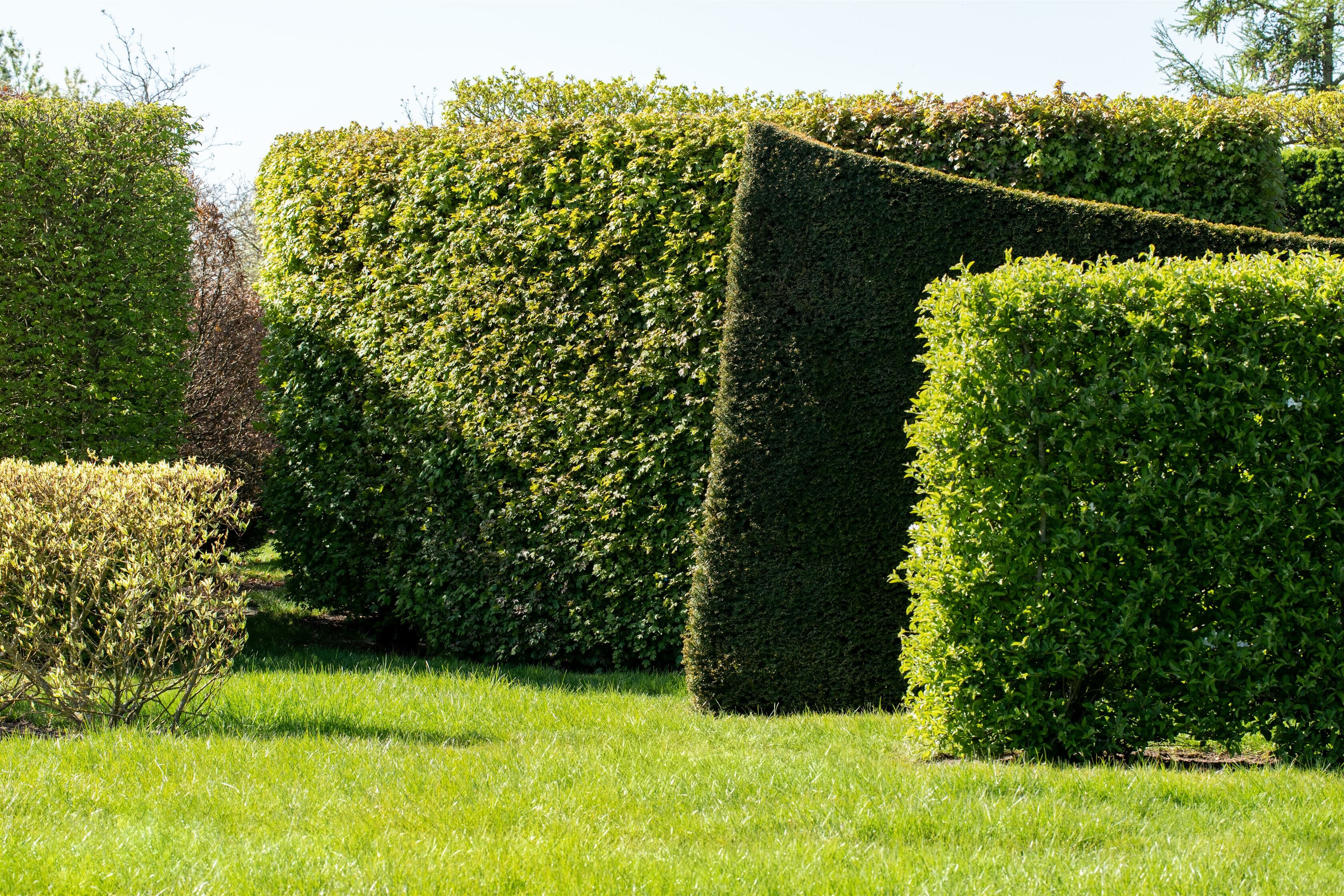 Welche Hecke wächst am schnellsten?