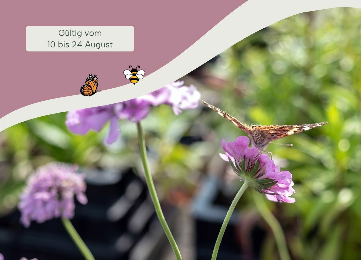 10% Rabatt auf alle Bienen- und Schmetterlingspflanzen