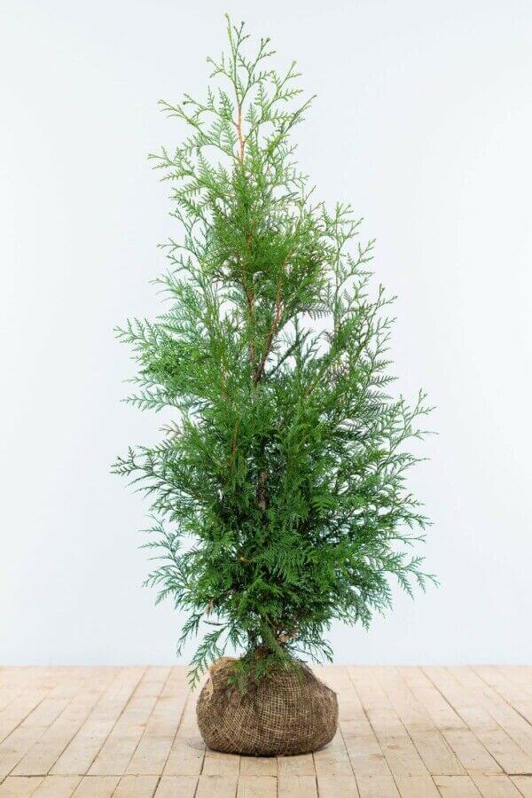 Thuja 'Martin'