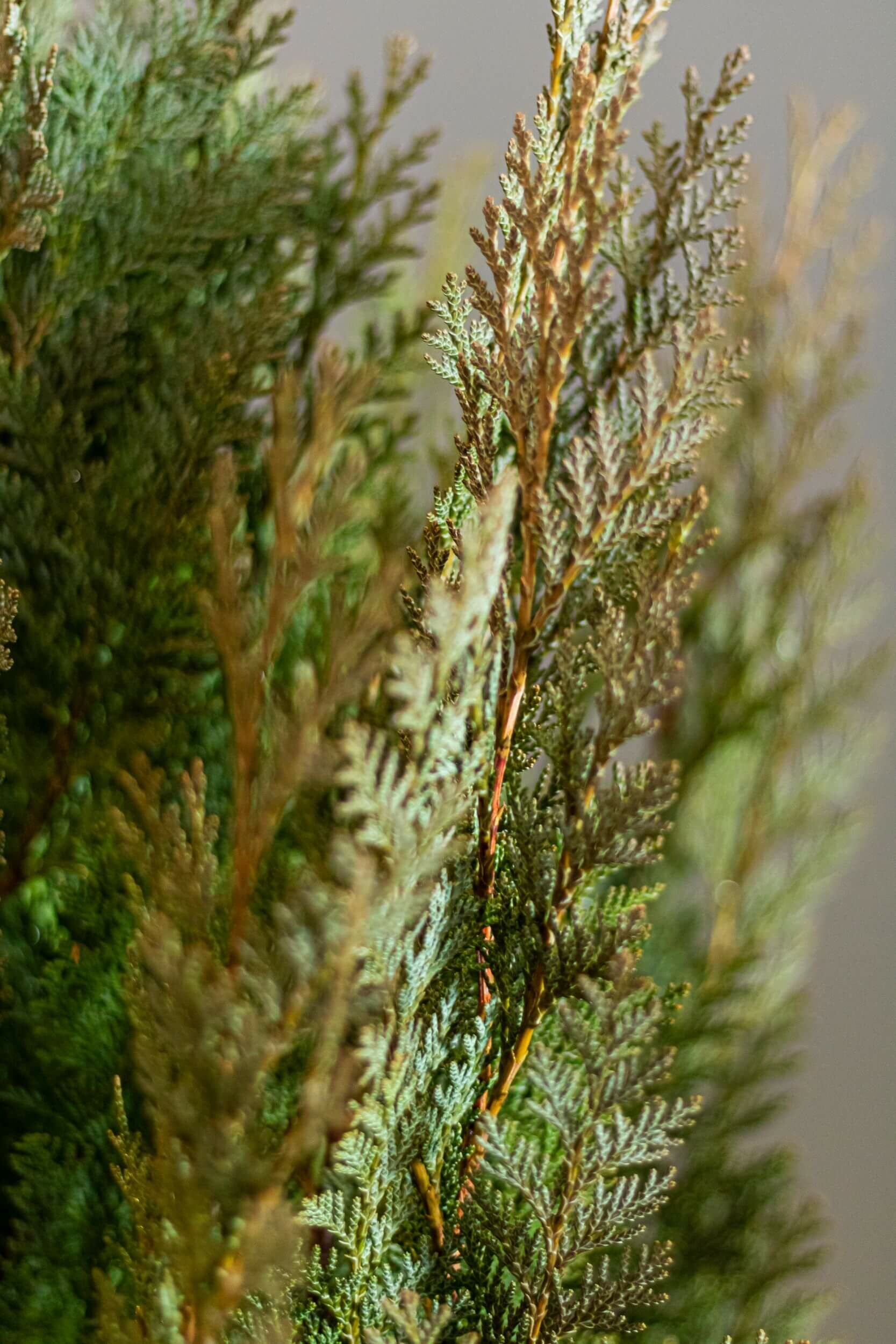 Die häufigsten Fragen über Zypressen