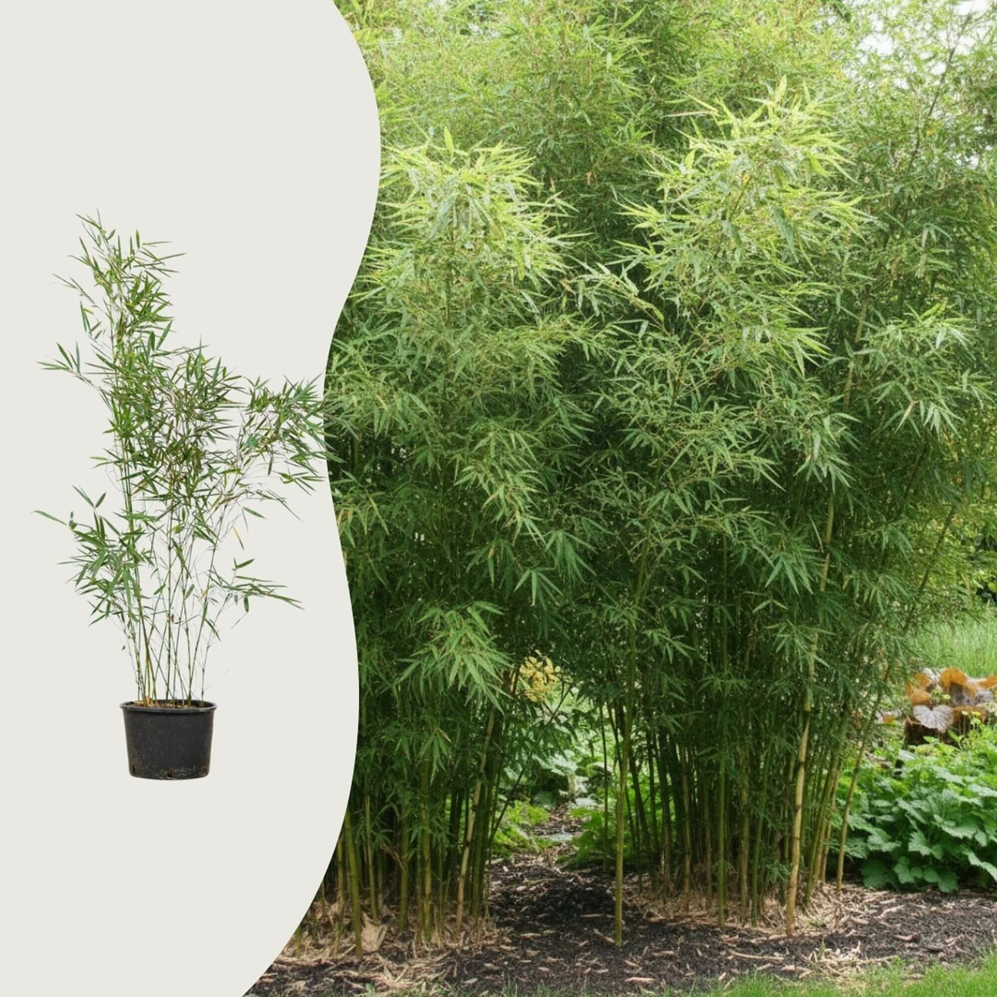 Wie pflege ich Bambus in einem Topf im Freien?