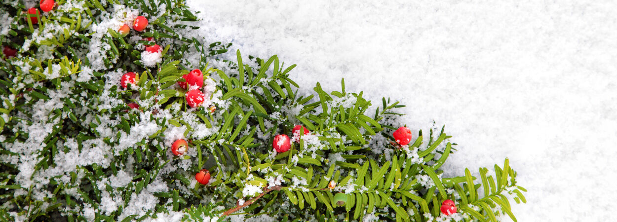 Heckenpflanzen als Weihnachtsbaum