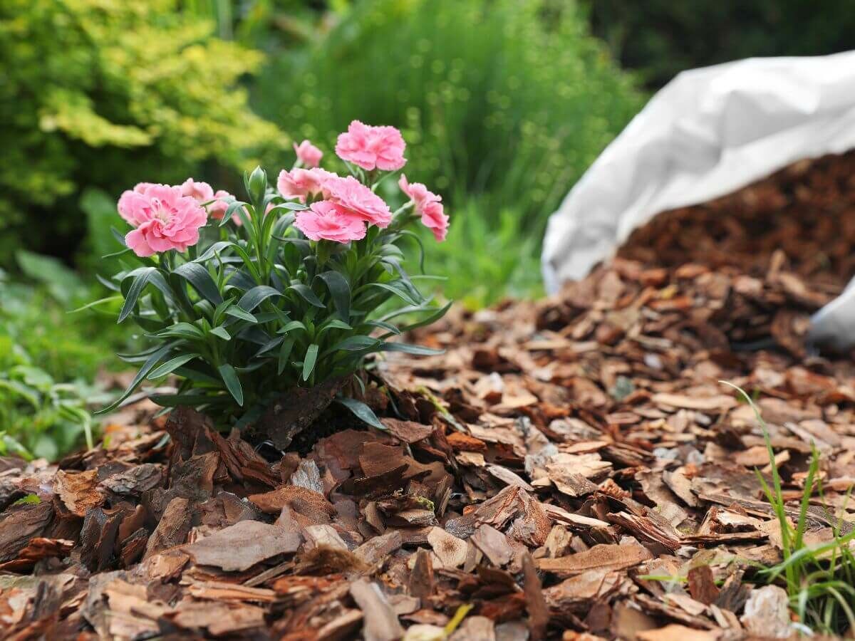 So schützen Sie Ihre Gartenpflanzen vor Frost – ganz ohne Plastik oder Vlies image
