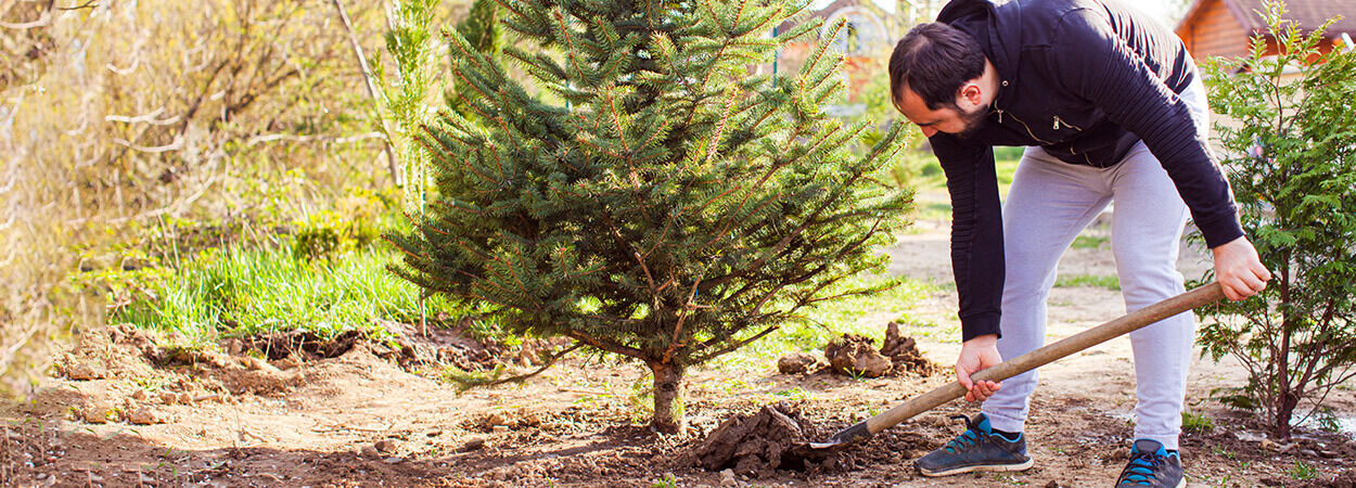 Schenken Sie Ihrem Weihnachtsbaum ein zweites Leben