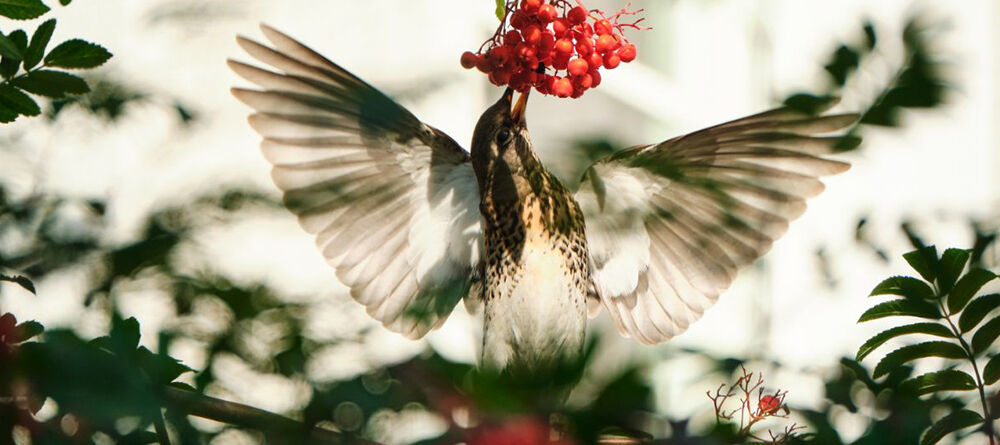 Verwandeln Sie Ihren Garten in ein Vogelparadies