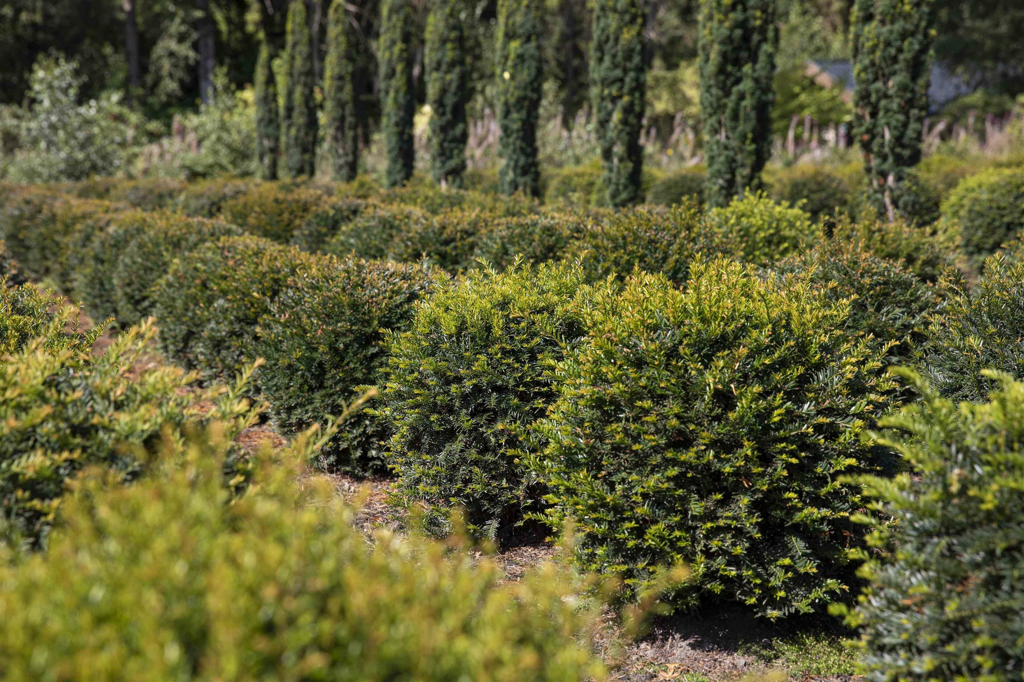Wie schnell wächst die Taxus baccata