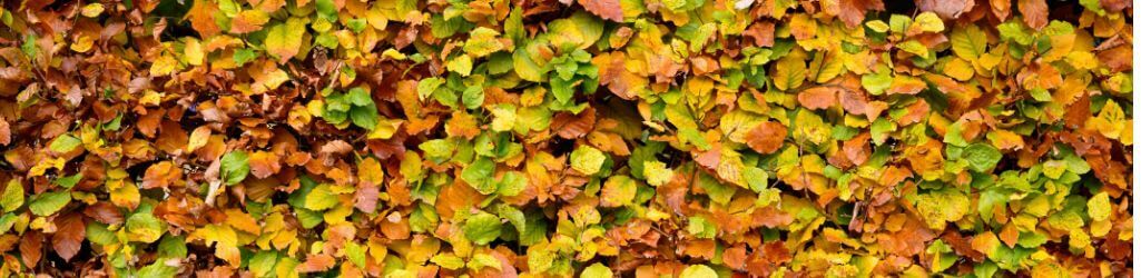 Wann ist die beste Zeit, um eine Hecke zu pflanzen? image