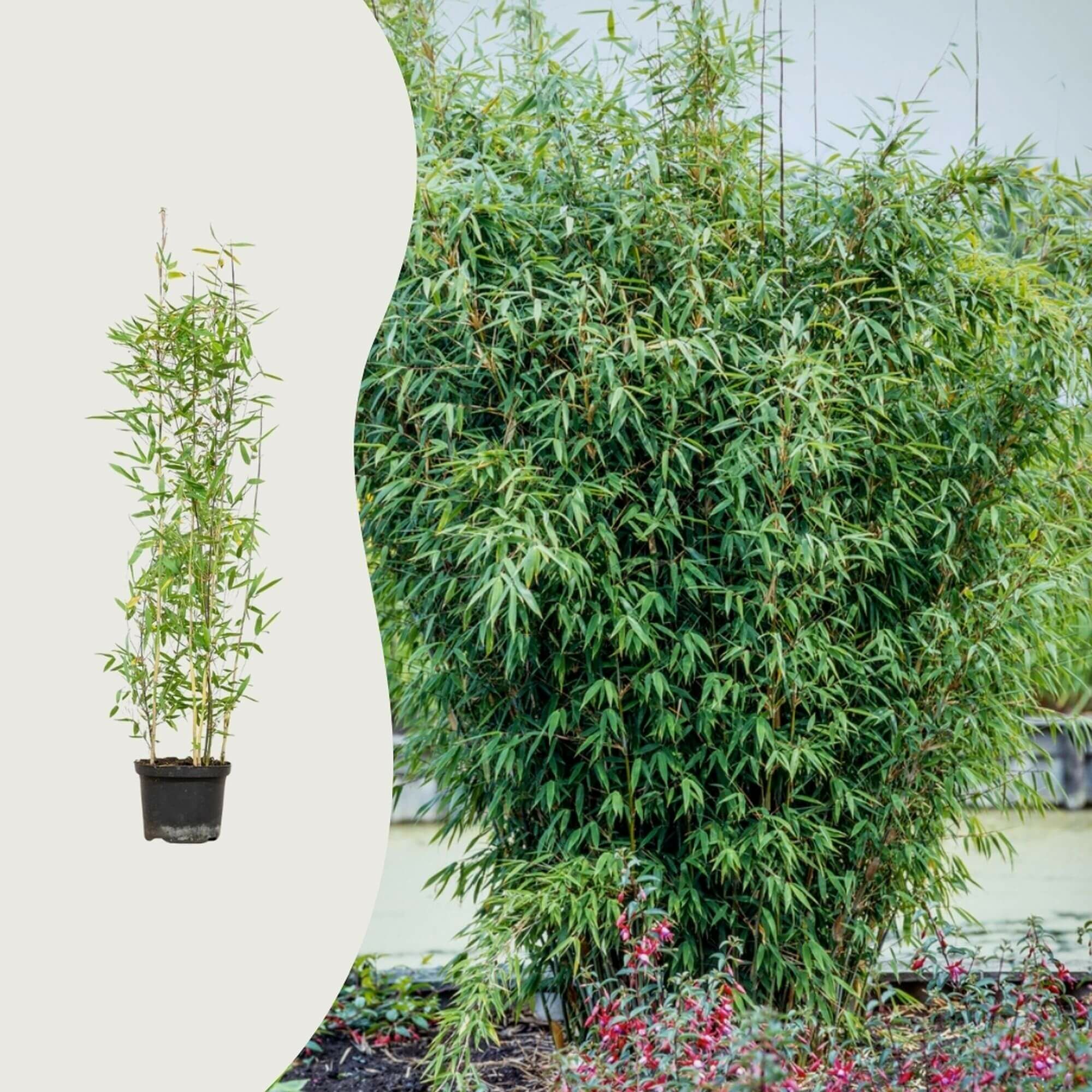 Wie schnell wächst Bambus in den Niederlanden?