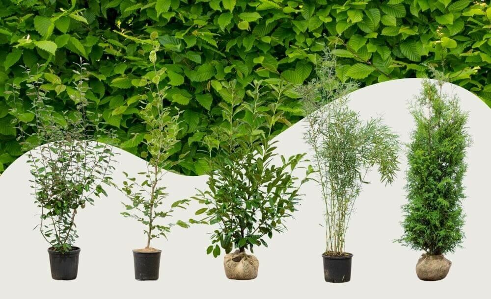 Entdecken Sie unsere Heckenpflanzen