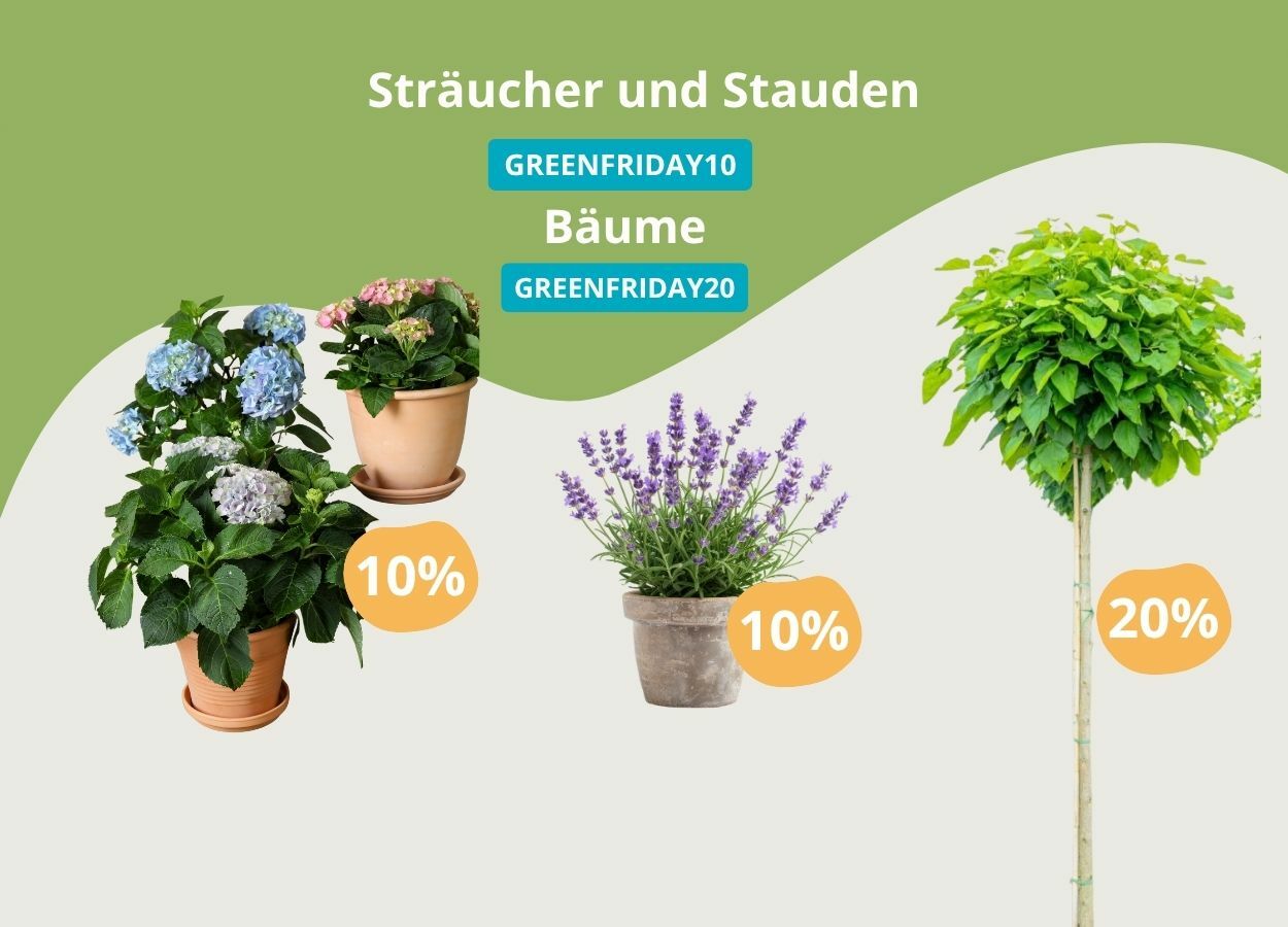 Green Friday Rabatt