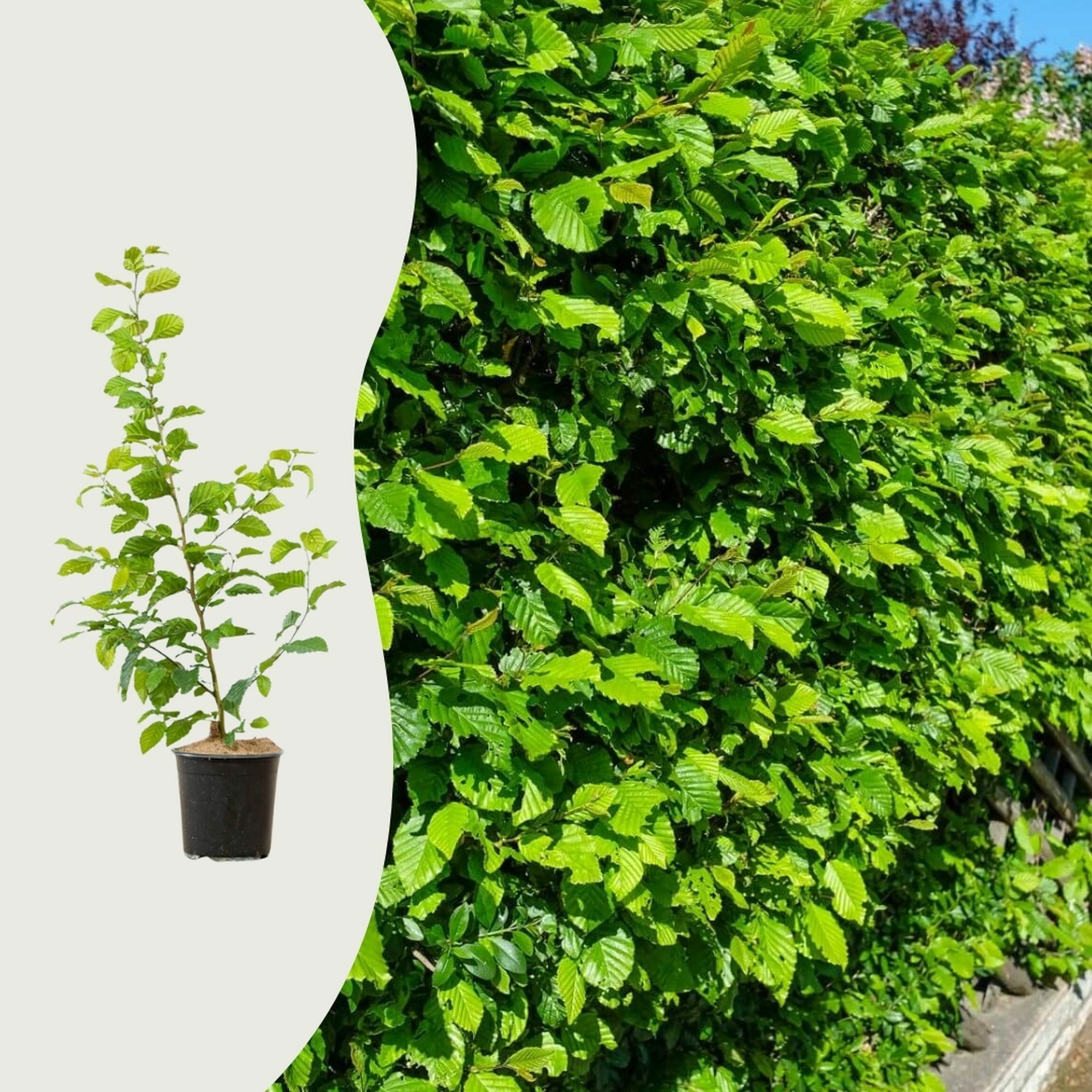 Die häufigsten Fragen über die Buchenhecke