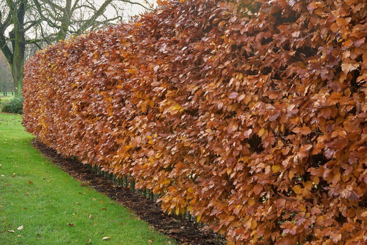 Wie pflanzt man eine Buchenhecke erfolgreich um?